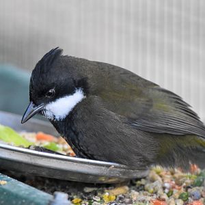 Eastern Whipbird