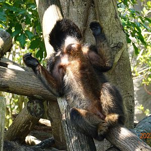 Black Howler Monkey (Alouatta caraya)
