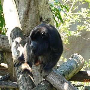 Black Howler Monkey (Alouatta caraya)