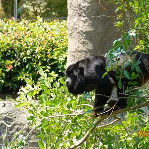 Black Howler Monkey (Alouatta caraya)