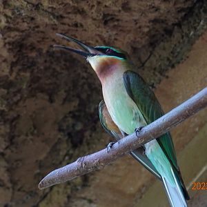 Blue-tailed Bee-eater (Merops philippinus)