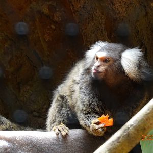 Common Marmoset (Callithrix jacchus)