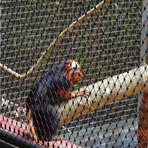 Golden-headed Lion Tamarin (Leontopithecus chrysomelas)