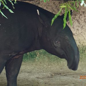 Malayan Tapir (Tapirus indicus)