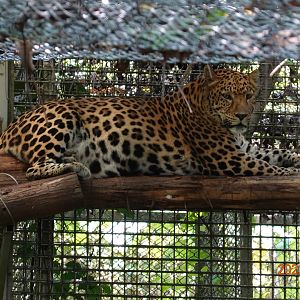 North Chinese Leopard (Panthera pardus japonensis)