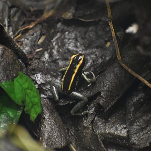Golfodulcean Poison Frog - Phyllobates vittatus