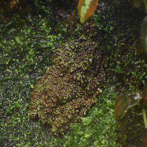 Mossy Frog - Theloderma corticale
