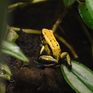 Golden Poison Frog - Phyllobates terribilis