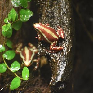 Phantasmal Poison Frog - Epipedobates tricolor