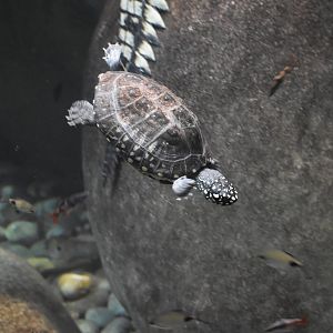 Black Pond Turtle - Geoclemys hamiltonii