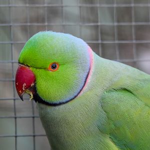Indian Ringneck