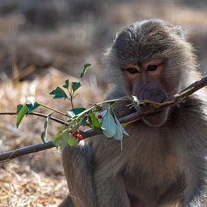 Hamadryas Baboon