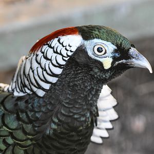 Lady Amherst's Pheasant