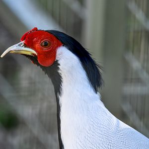 Silver Pheasant