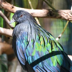 Nicobar Pigeon