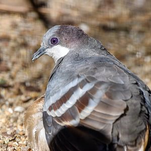 Luzon Bleeding-heart Dove