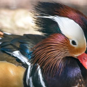 Mandarin Duck