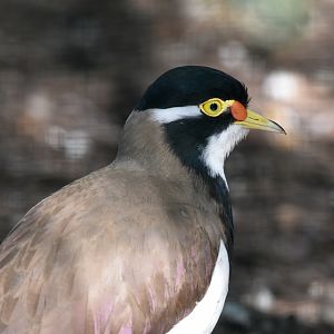 Banded Lapwing