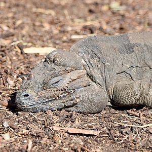 Rhinoceros Iguana