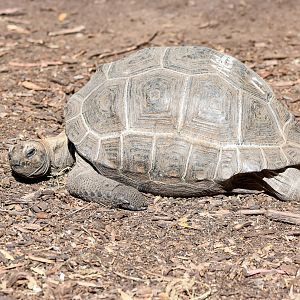 Aldabra Giant Tortoises