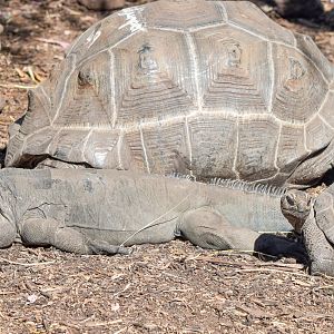 Aldabra Giant Tortoises and Rhinoceros Iguana