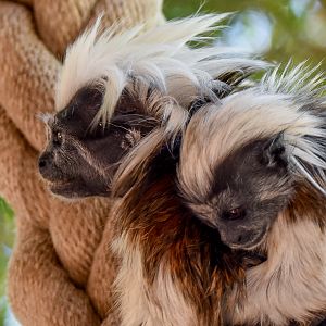 Cottontop Tamarin with infant