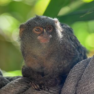 Pygmy Marmoset