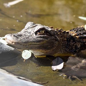 American Alligator