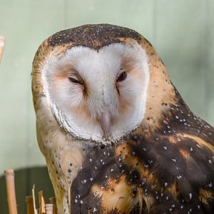 Australian Grass Owl