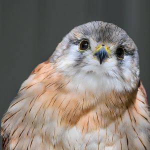 Nankeen Kestrel