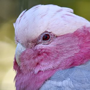 Galah
