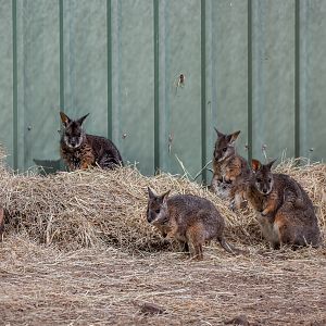 Tammar Wallabies