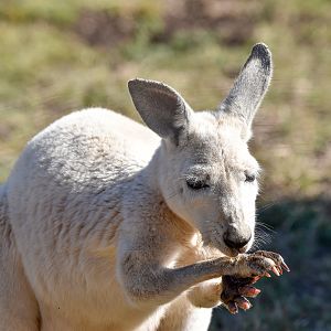 white Red Kangaroo