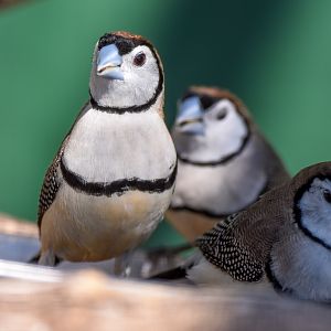 Double-barred Finches (wild)