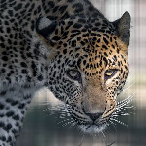 Sri Lankan Leopard