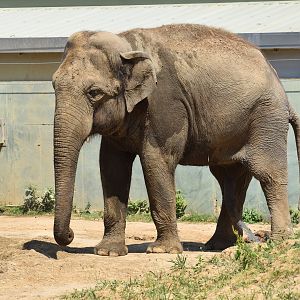 Asian Elephant "Maung Htoo" - Elephas maximus
