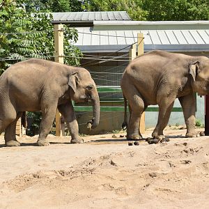 Asian Elephant "Thambi and Ravi" - Elephas maximus