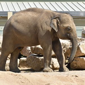 Asian Elephant "Thambi" - Elephas maximus