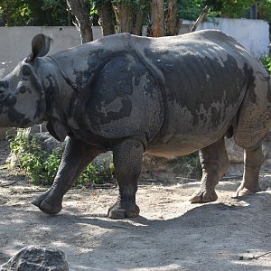 Indian Rhino "Fanindra" - Rhinoceros unicornis