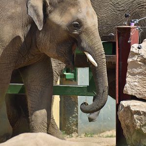 Asian Elephant "Ravi" - Elephas maximus