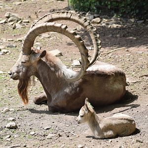 Siberian ibex