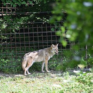 Coyote