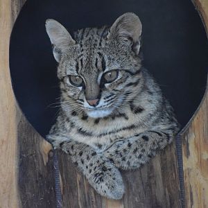 Geoffroy's cat
