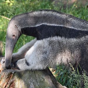 Giant anteater