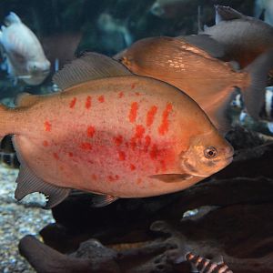 Senna Braga's red pacu (Utiaritichthys sennaebragai)