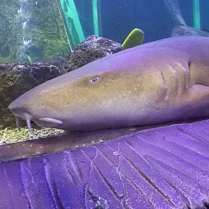 Nurse Shark