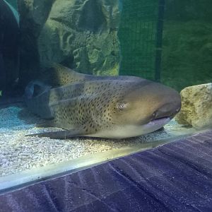 Zebra Shark