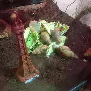 Giant African Land Snails