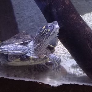 Map Turtle