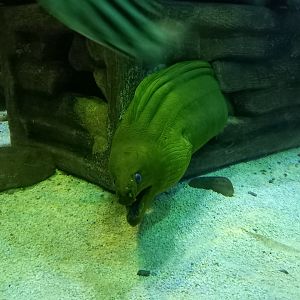Green Moray
